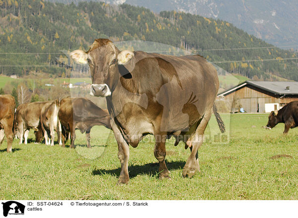 Braunvieh / cattles / SST-04624