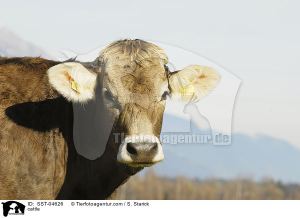 Braunvieh / cattle / SST-04626