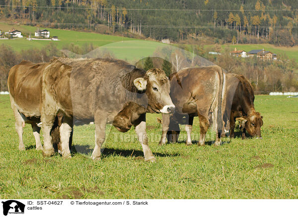 cattles / SST-04627
