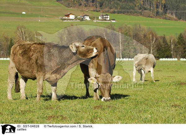 Braunvieh / cattles / SST-04628