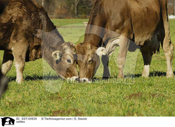 Braunvieh / cattles / SST-04630