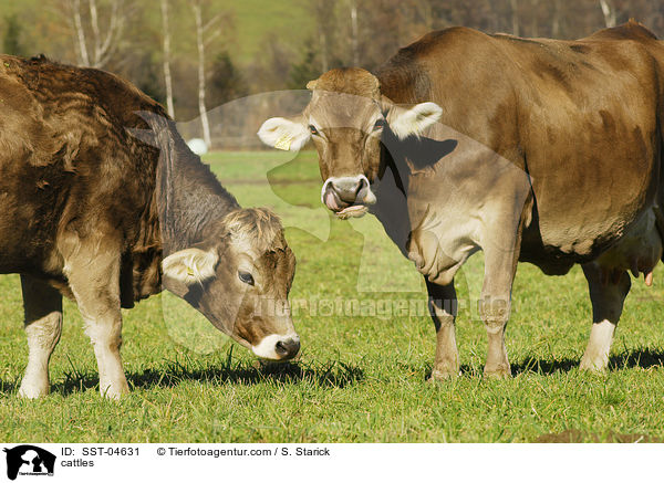 cattles / SST-04631