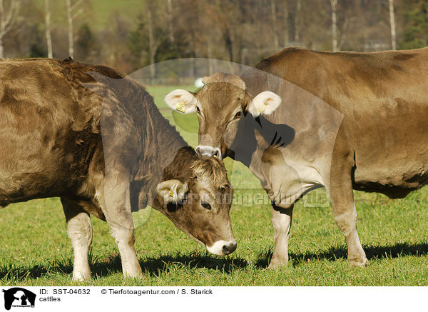 Braunvieh / cattles / SST-04632