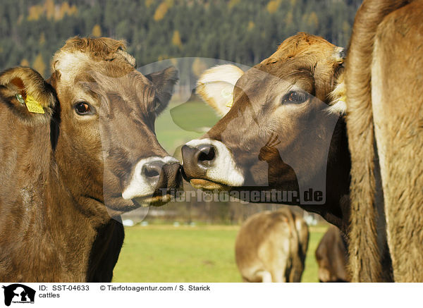 Braunvieh / cattles / SST-04633
