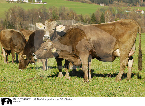 cattles / SST-04637