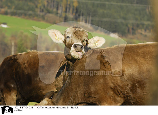 Braunvieh / cattles / SST-04638