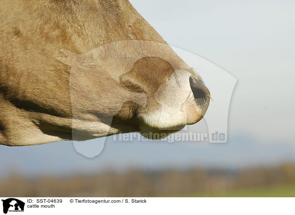 cattle mouth / SST-04639