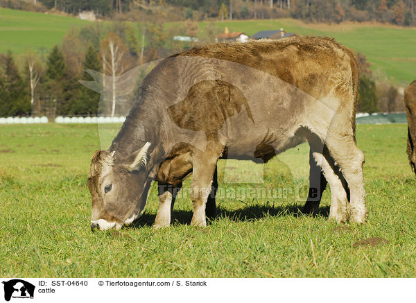 Braunvieh / cattle / SST-04640