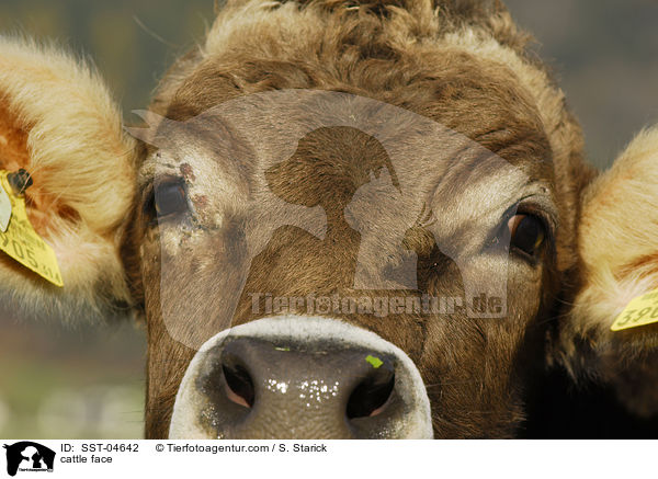 Braunvieh-Gesicht / cattle face / SST-04642