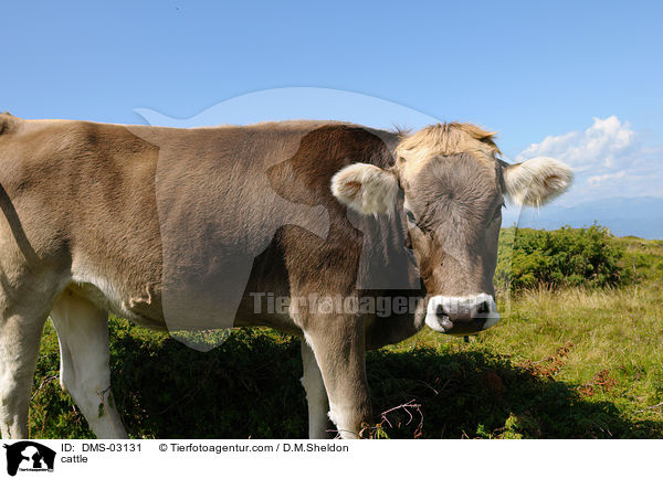 Braunvieh / cattle / DMS-03131