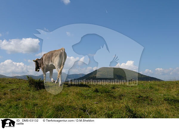 Braunvieh / cattle / DMS-03132