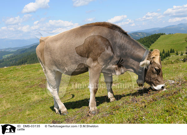 Braunvieh / cattle / DMS-03135
