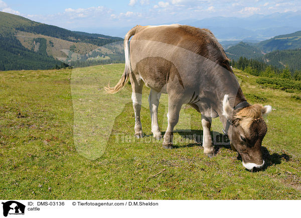 Braunvieh / cattle / DMS-03136
