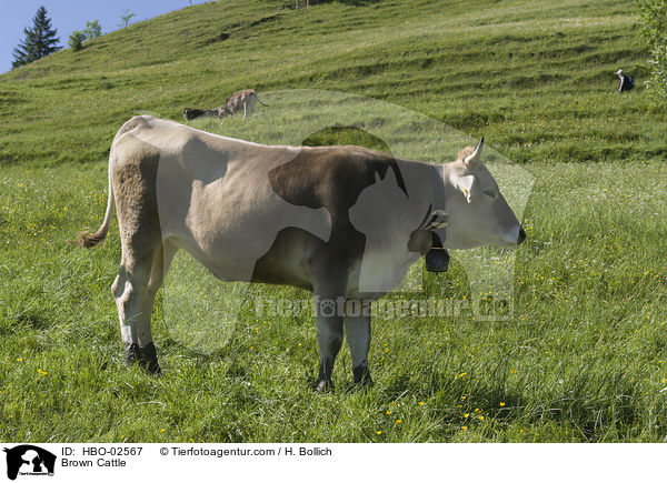 Braunvieh / Brown Cattle / HBO-02567