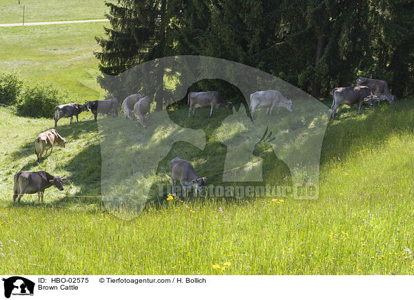 Brown Cattle / HBO-02575