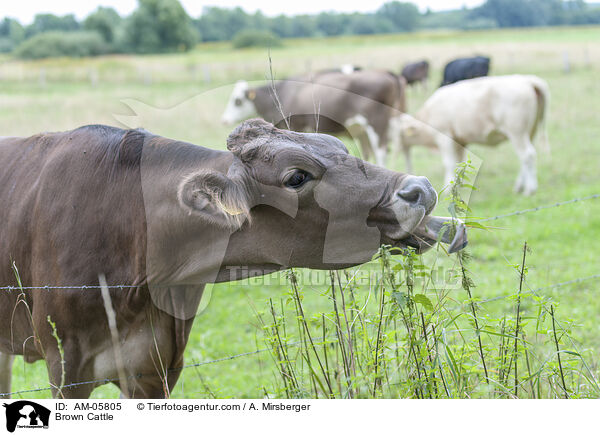 Braunvieh / Brown Cattle / AM-05805