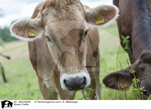 Braunvieh / Brown Cattle / AM-05808