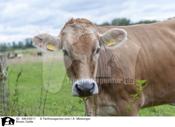 Braunvieh / Brown Cattle / AM-05811
