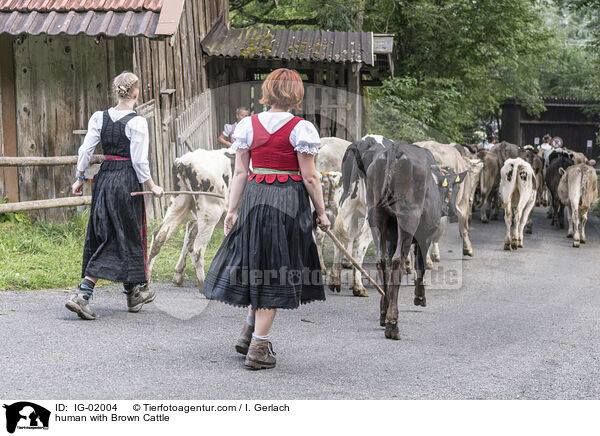 Mensch mit Braunvieh / human with Brown Cattle / IG-02004