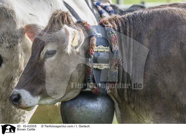 Braunvieh / Brown Cattle / IG-02005