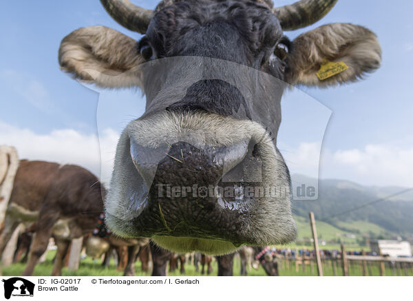 Braunvieh / Brown Cattle / IG-02017