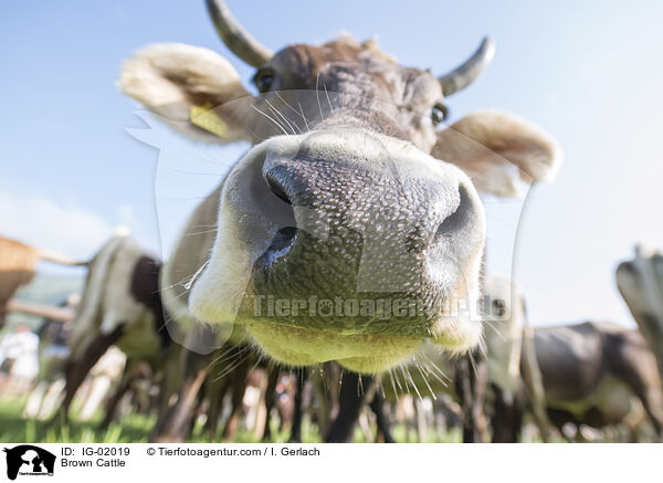 Braunvieh / Brown Cattle / IG-02019