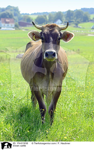 Braunvieh / brown cattle / FH-01936