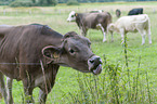 Brown Cattle