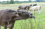 Brown Cattle