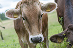 Brown Cattle