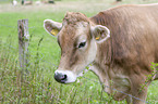 Brown Cattle