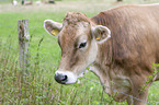 Brown Cattle