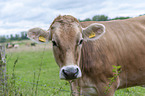 Brown Cattle