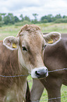 Brown Cattle