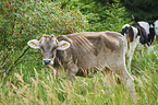 Brown Cattle