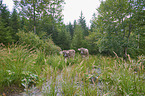 Brown Cattle