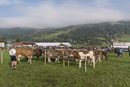 human with Brown Cattle