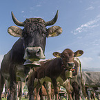 Brown Cattle