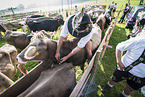 human with Brown Cattle