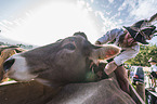 human with Brown Cattle