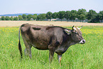 brown cattle