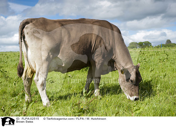 Brown Swiss / FLPA-02515