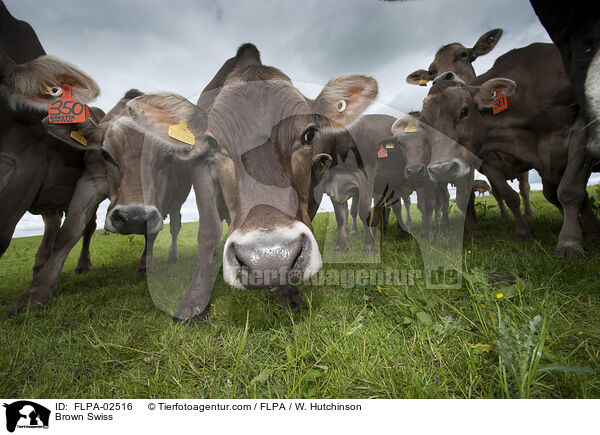Brown Swiss / FLPA-02516