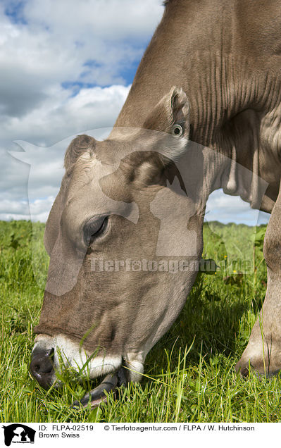 Brown Swiss / FLPA-02519