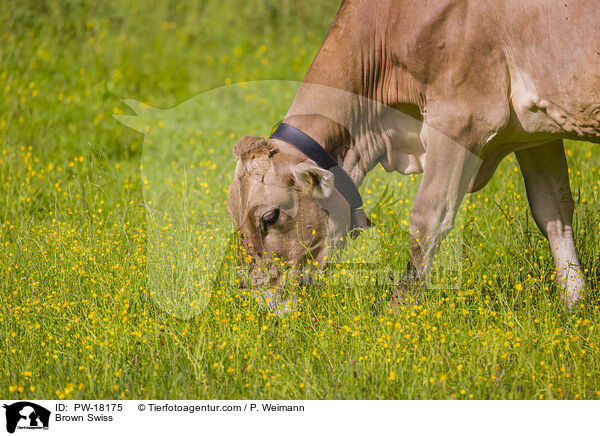 Brown-Swiss / Brown Swiss / PW-18175