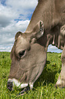 Brown Swiss