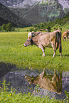 Brown Swiss