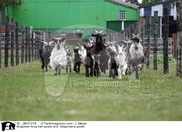 Bulgarische Schraubenhrnige Langhaarziegen and Girgentana-Ziegen / Bulgarian long hair goats and  Girgentana goats / JM-01218