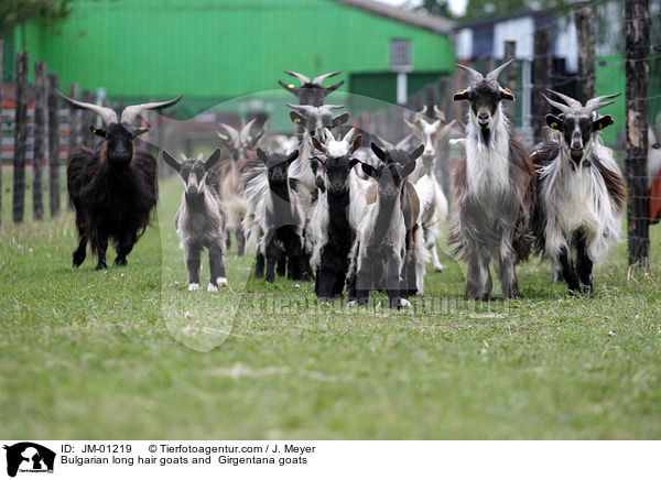 Bulgarian long hair goats and  Girgentana goats / JM-01219