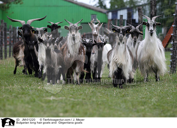 Bulgarian long hair goats and  Girgentana goats / JM-01220